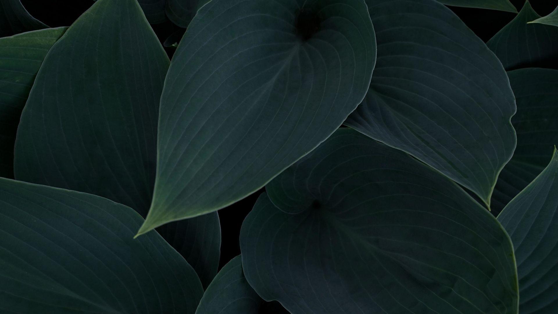 Dark Plants Wallpapers Top Free Dark Plants Backgrounds WallpaperAccess