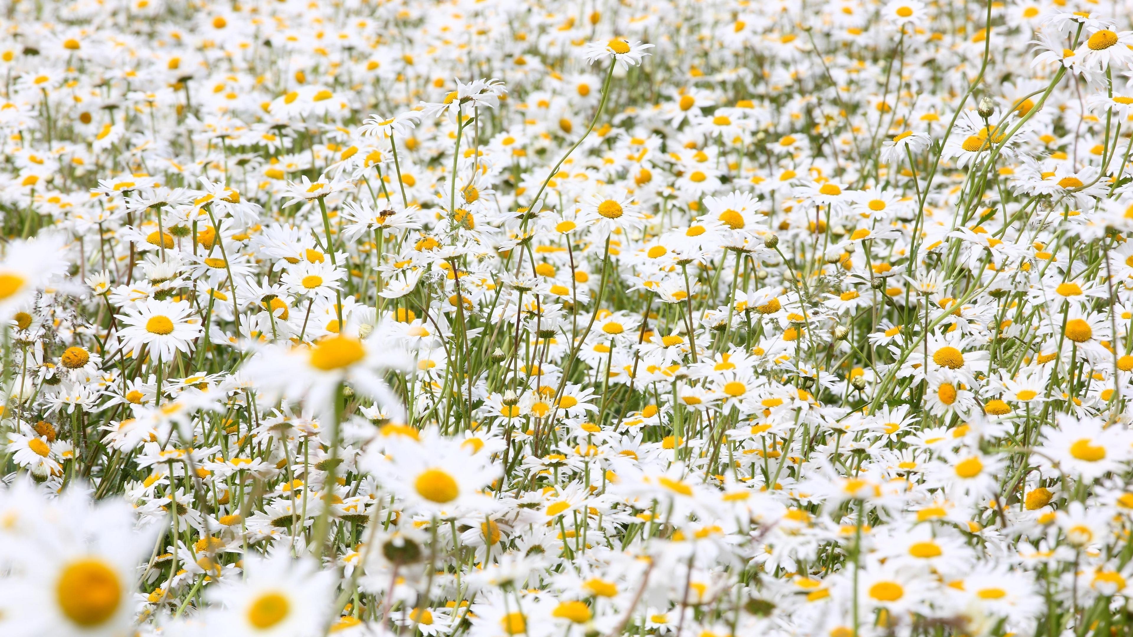 Daisy 4k Wallpapers Top Free Daisy 4k Backgrounds WallpaperAccess
