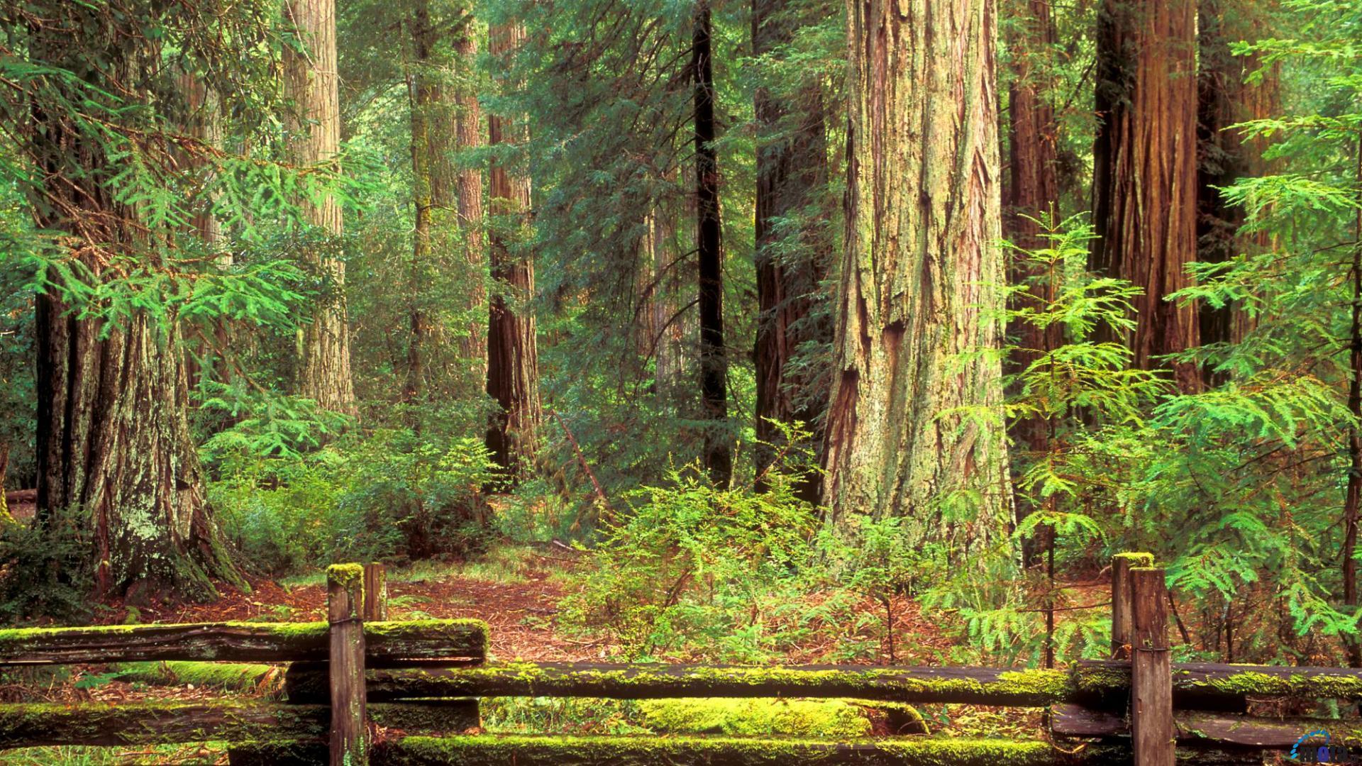Giant Redwood Forest Wallpapers Top Free Giant Redwood Forest Backgrounds WallpaperAccess