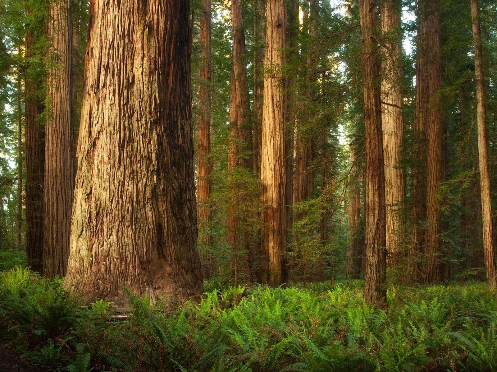 Giant Redwood Forest Wallpapers Top Free Giant Redwood Forest