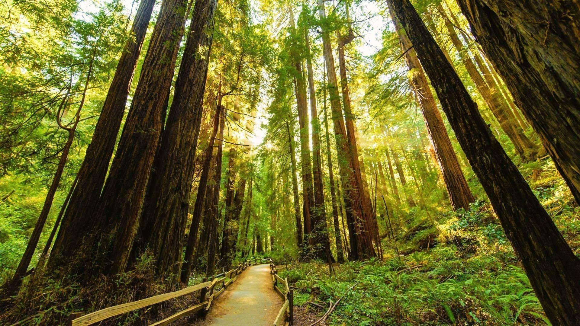Giant Redwood Forest Wallpapers Top Free Giant Redwood Forest
