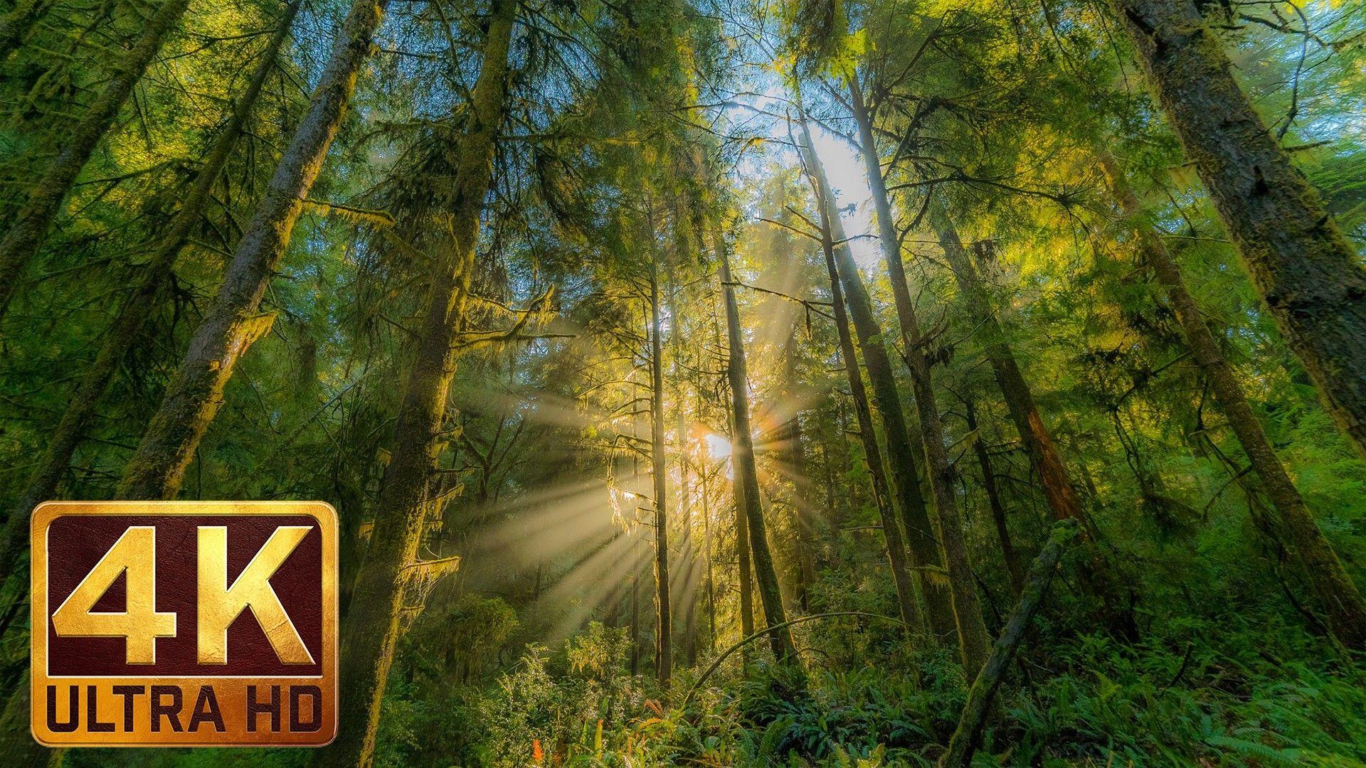 Redwood Forest Scenic Wallpapers Top Free Redwood Forest Scenic