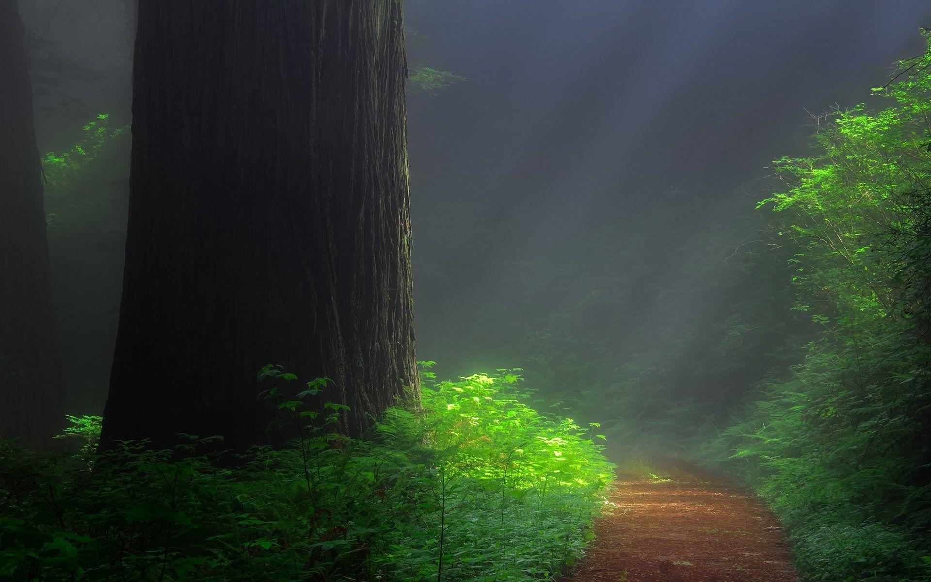 Giant Redwood Forest Wallpapers Top Free Giant Redwood Forest