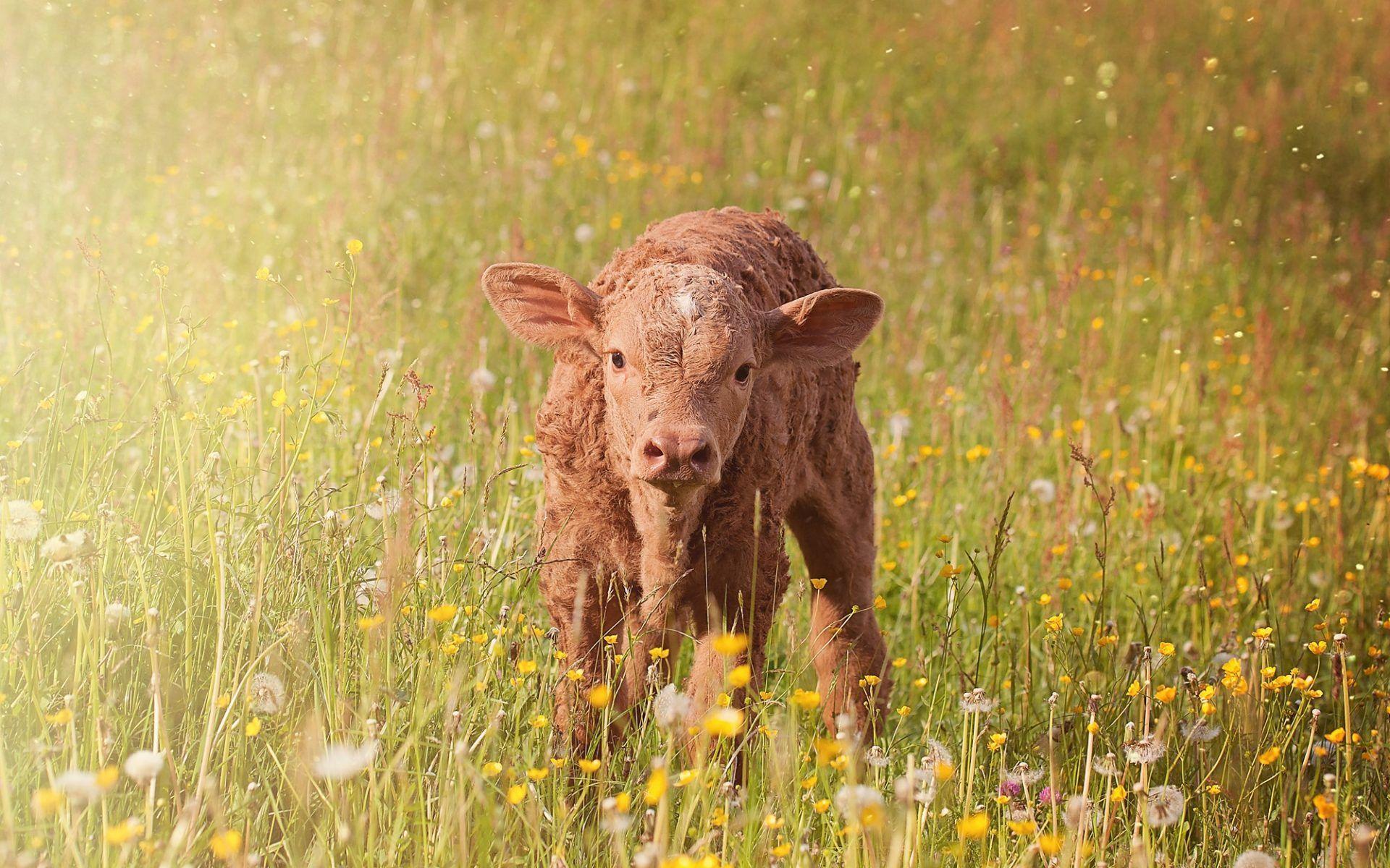 Calf Wallpapers Top Free Calf Backgrounds WallpaperAccess