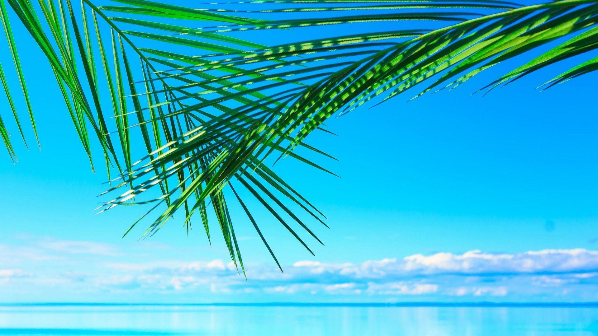 Palm Desktop Wallpapers Top Free Palm Desktop Backgrounds WallpaperAccess