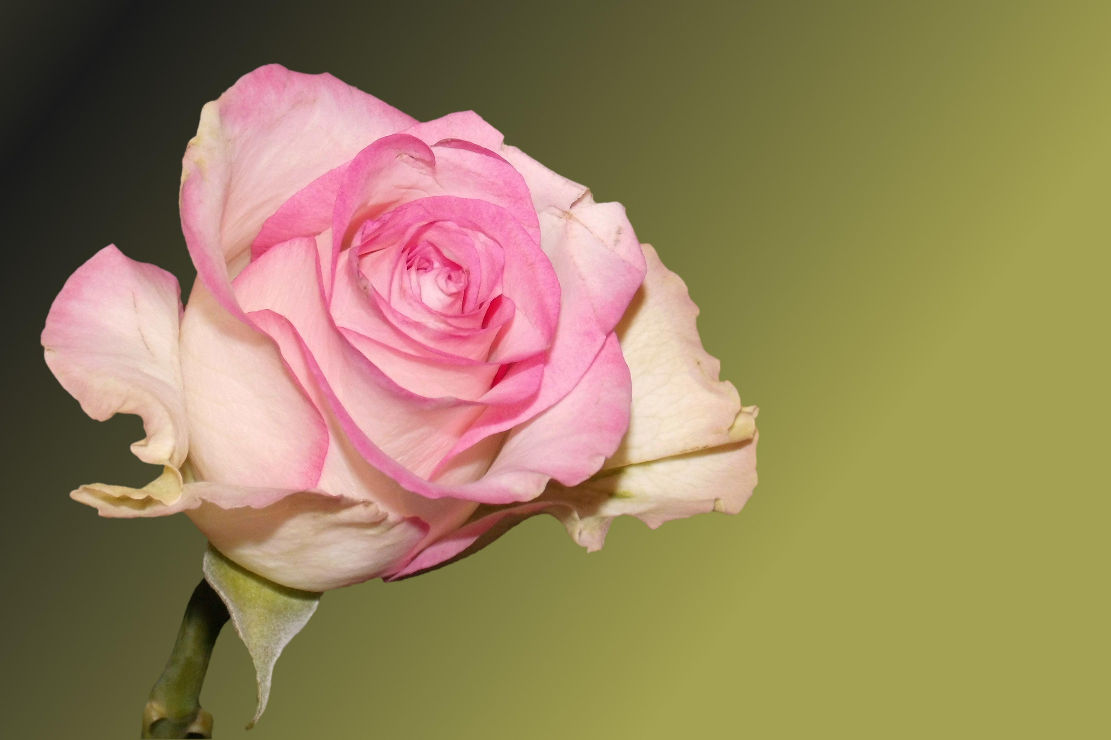 Pink Roses Background Hd WoodsLima