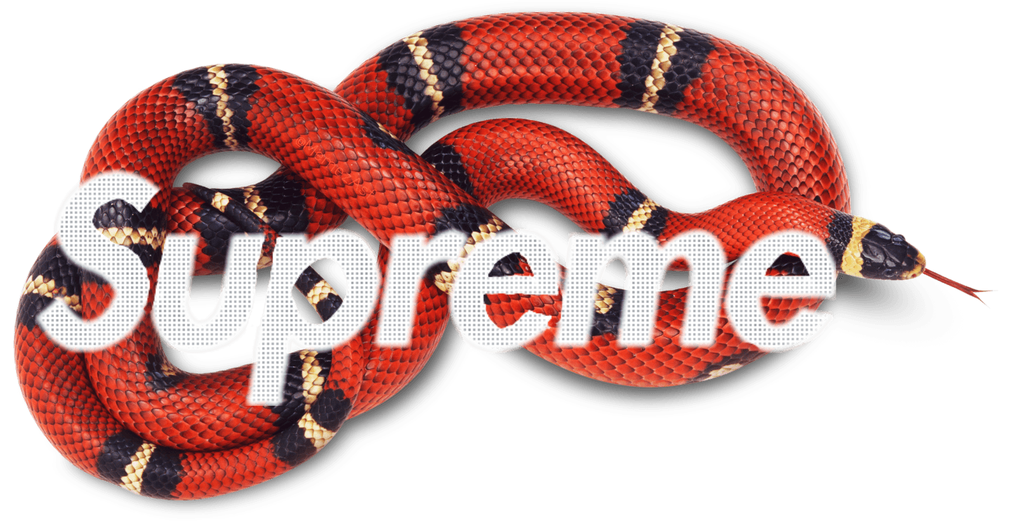 Supreme Gucci Snake Wallpapers Top Free Supreme Gucci Snake