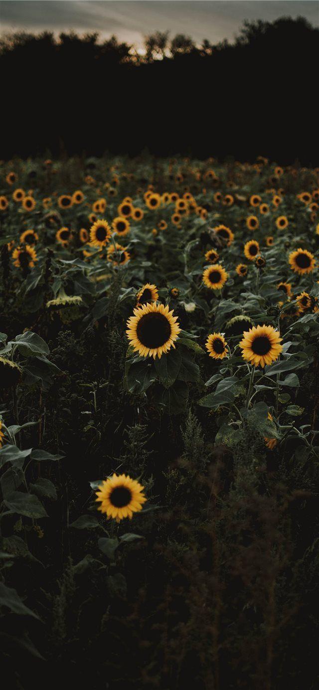 Sunflower Aesthetic iPhone Wallpapers Top Free Sunflower Aesthetic