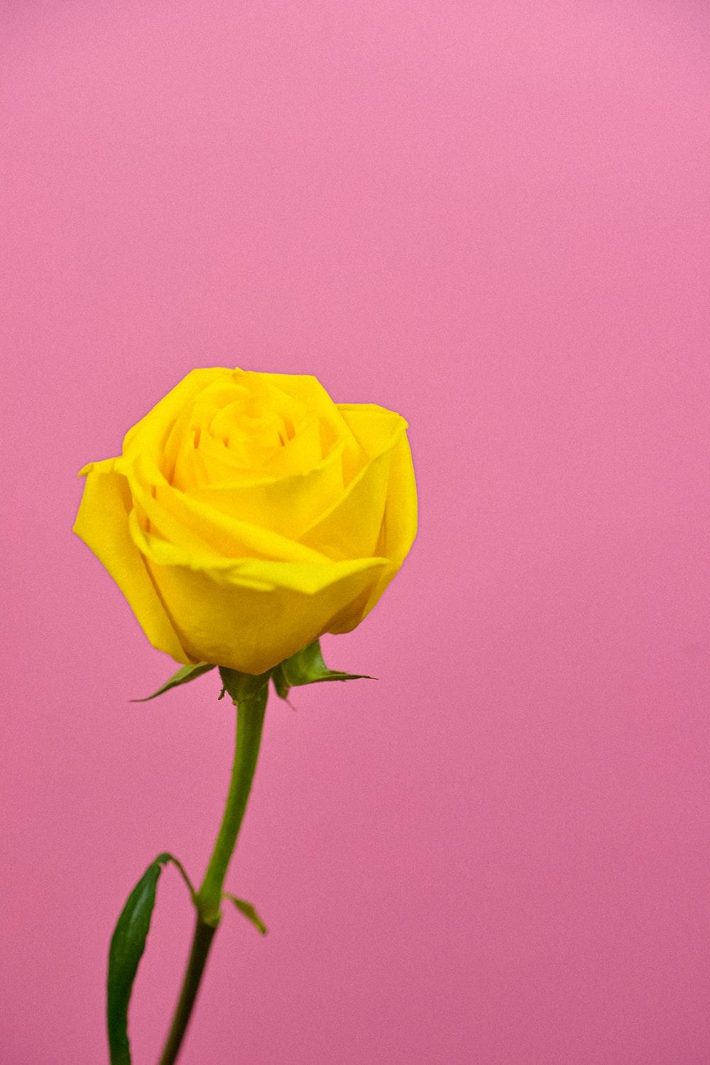 Pink Yellow Flower Wallpapers Top Free Pink Yellow Flower Backgrounds