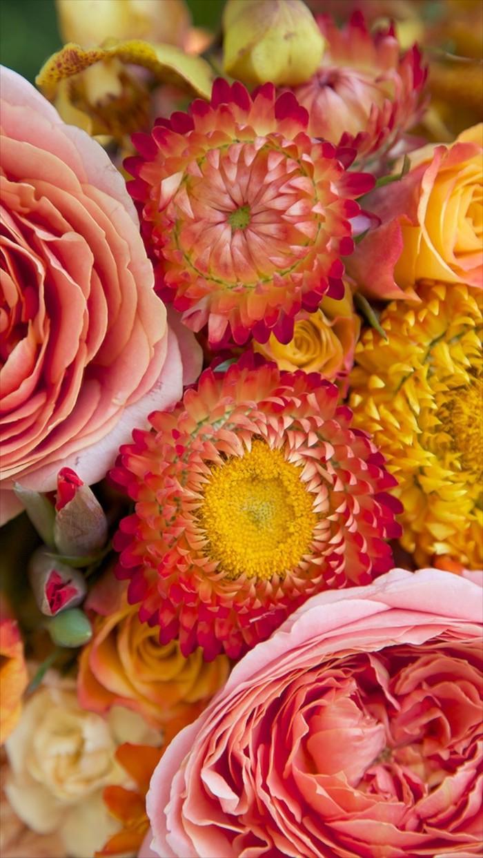 Pink Yellow Flower Wallpapers Top Free Pink Yellow Flower Backgrounds