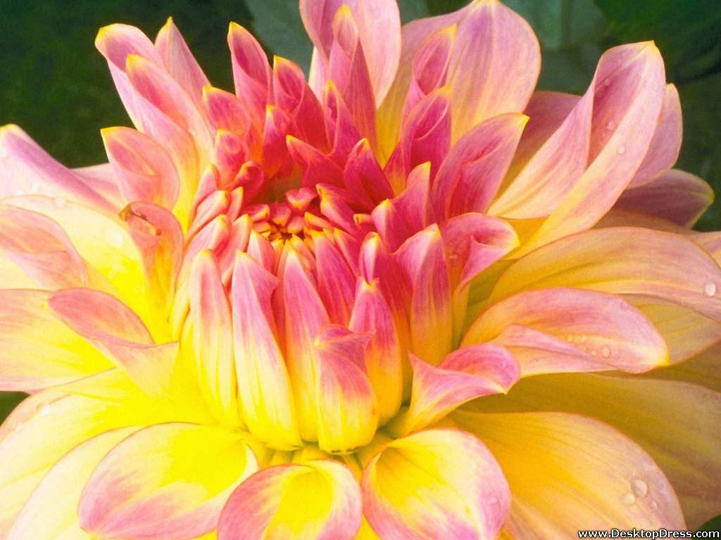 Pink Yellow Flower Wallpapers Top Free Pink Yellow Flower Backgrounds