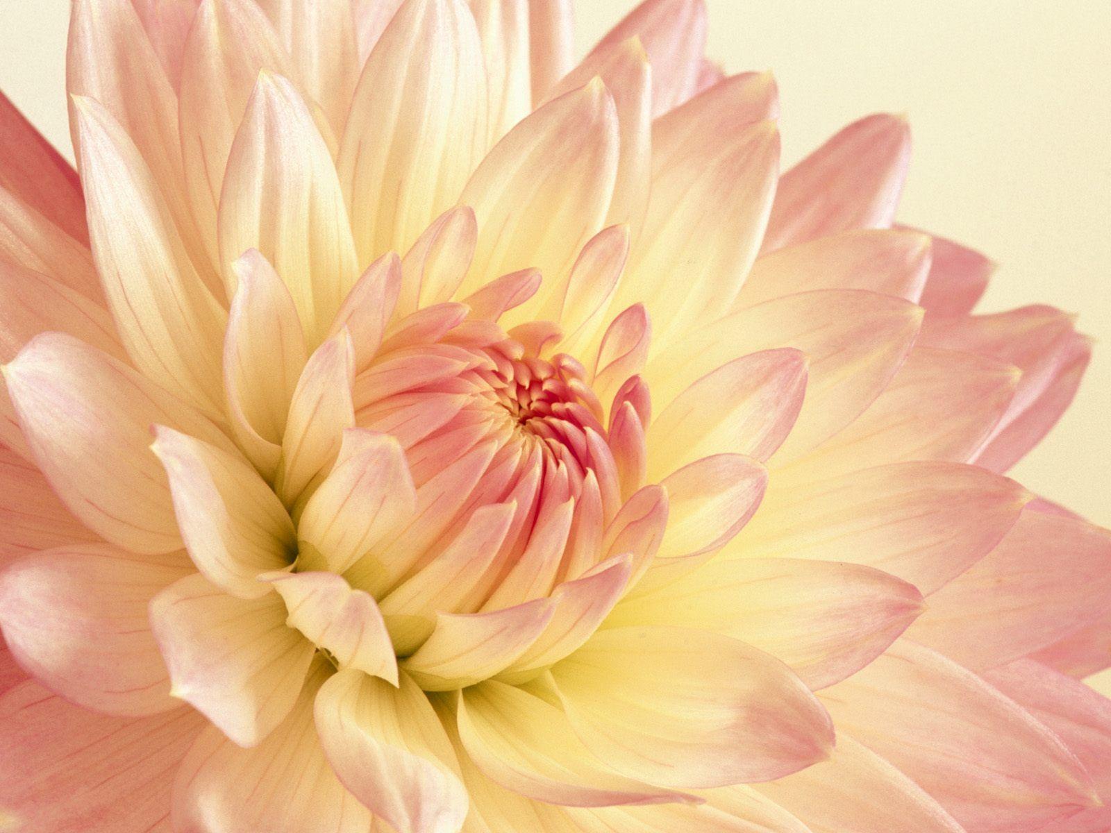 Pink Yellow Flower Wallpapers Top Free Pink Yellow Flower Backgrounds