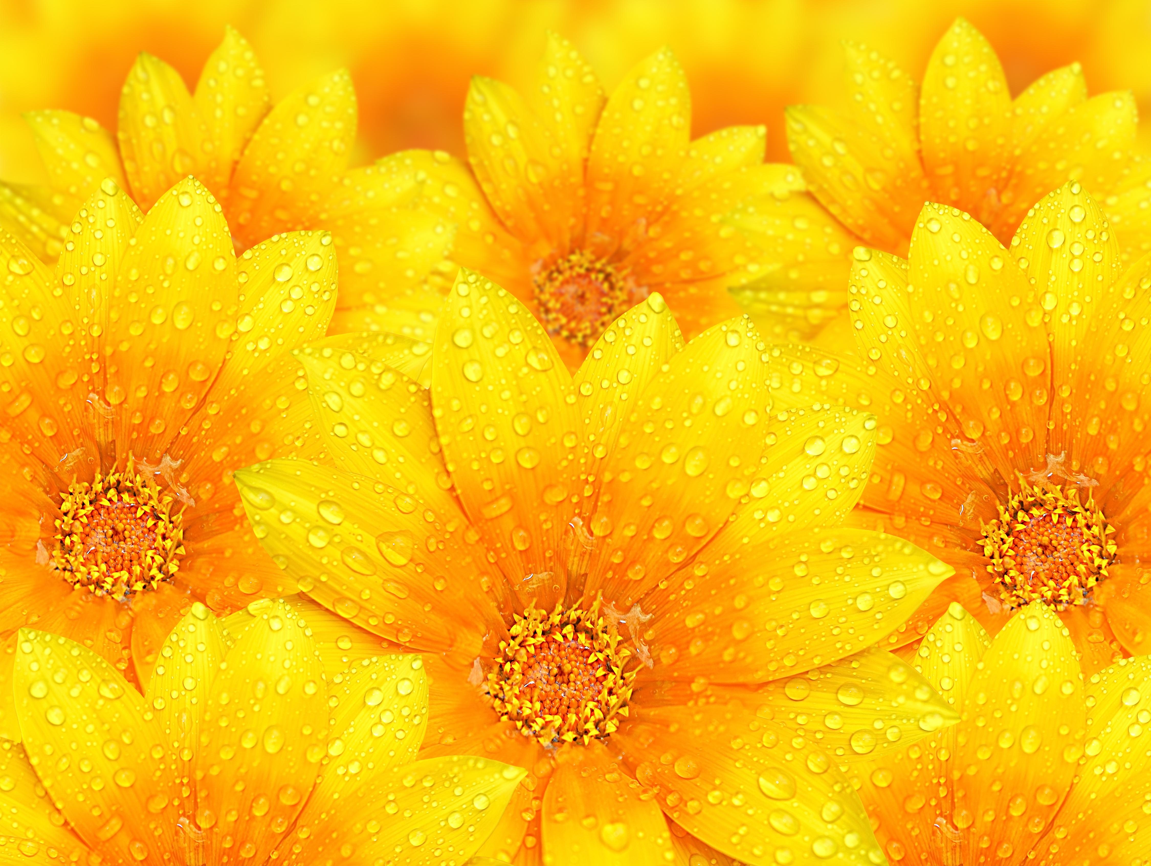 Bright Flower Desktop Wallpapers Top Free Bright Flower Desktop