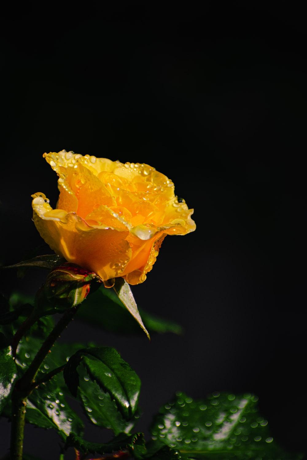 Aesthetic Yellow Rose Wallpapers Top Free Aesthetic Yellow Rose