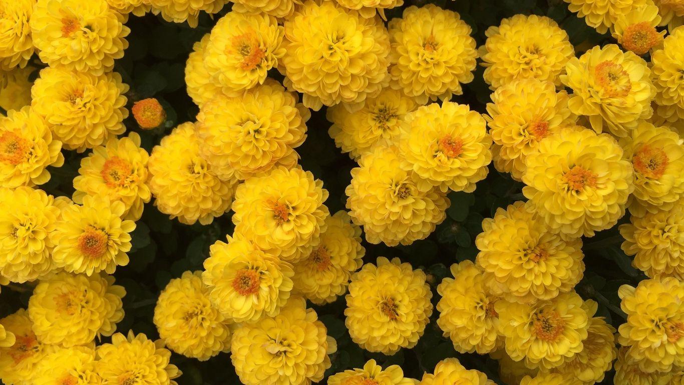Yellow Aesthetic Flower Laptop Wallpaper