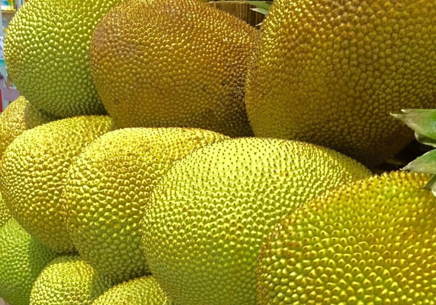 Jackfruit Wallpapers Top Free Jackfruit Backgrounds WallpaperAccess