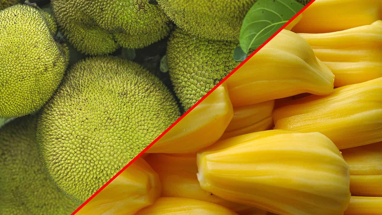 Jackfruit Wallpapers - Top Free Jackfruit Backgrounds - Wallpaperaccess