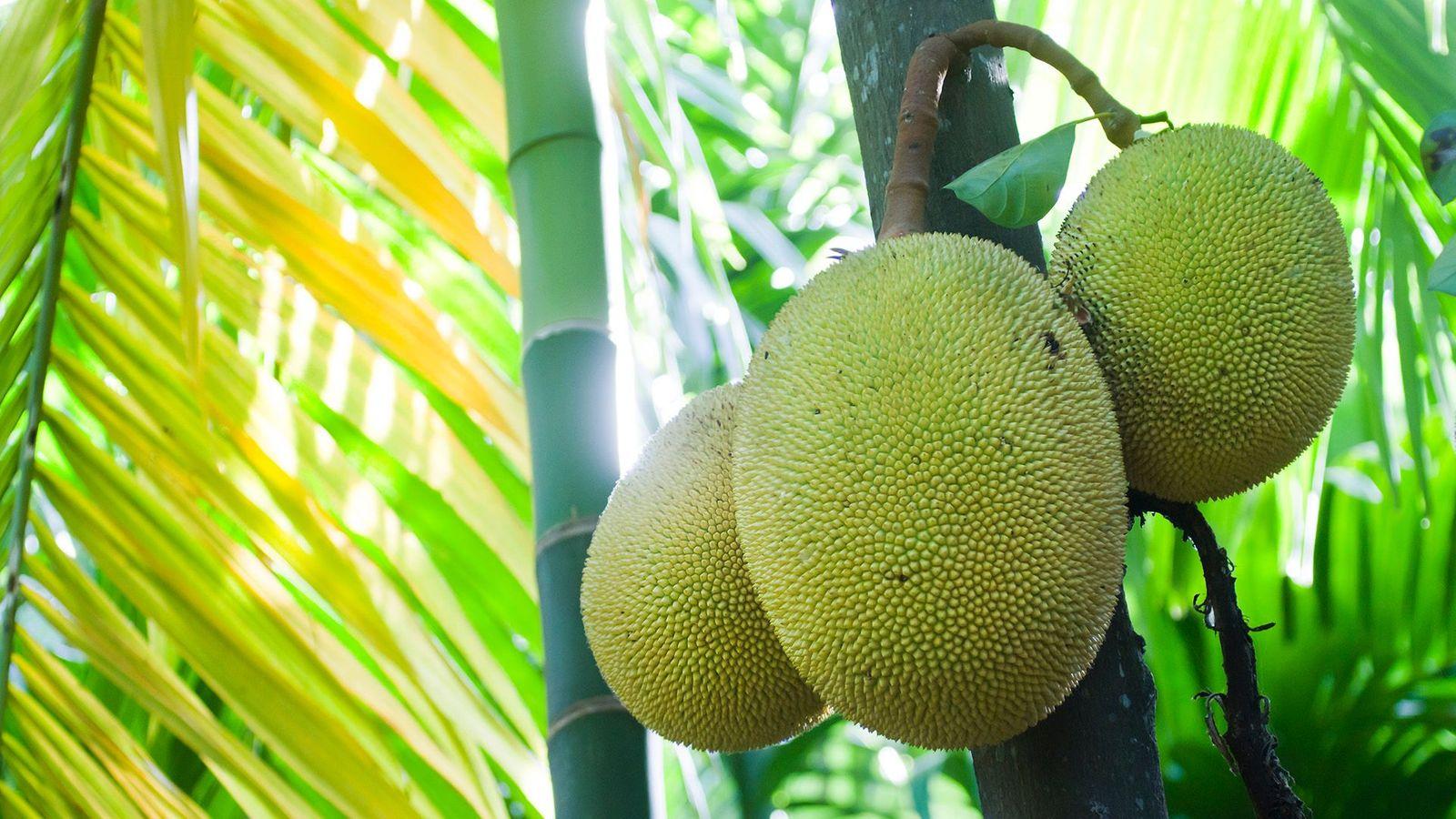 Jackfruit Wallpapers Top Free Jackfruit Backgrounds WallpaperAccess