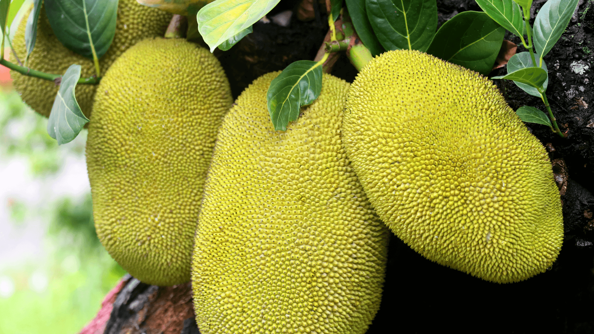 Jackfruit Wallpapers Top Free Jackfruit Backgrounds WallpaperAccess