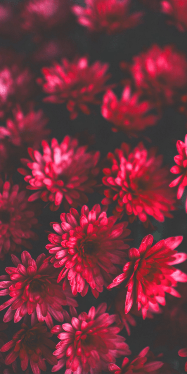 Floral Mobile Wallpapers Top Free Floral Mobile Backgrounds