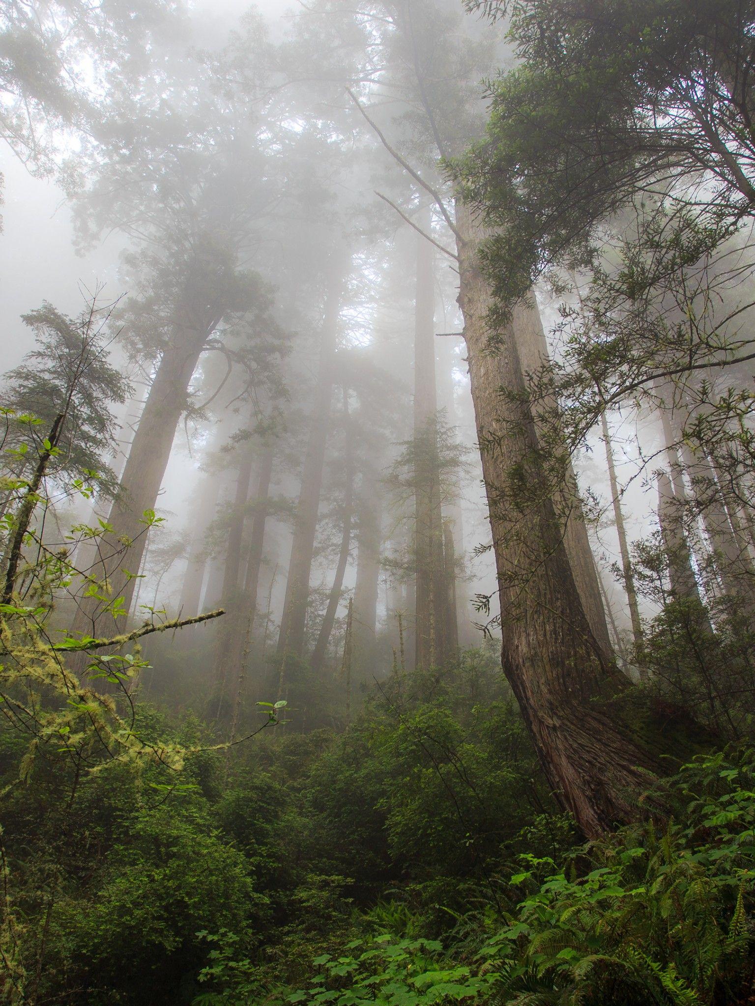 Forest iPad Wallpapers Top Free Forest iPad Backgrounds WallpaperAccess