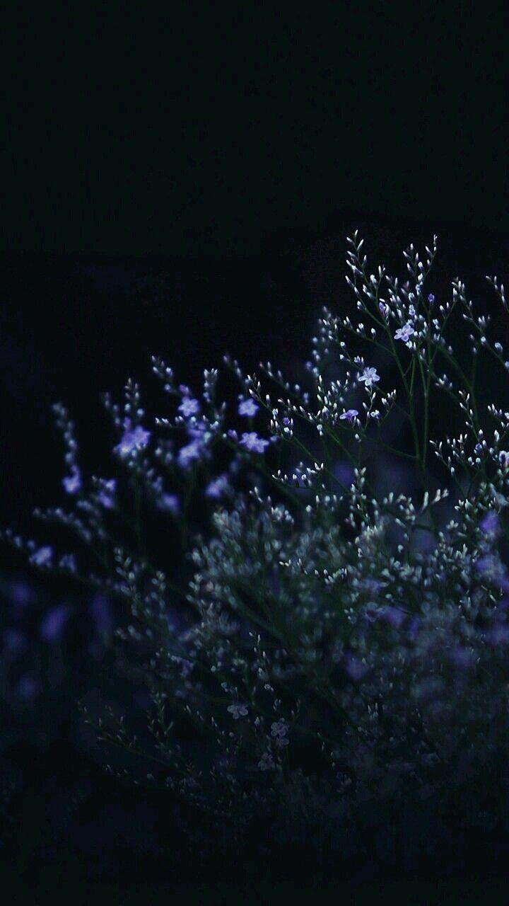 Night Flower Wallpapers Top Free Night Flower Backgrounds WallpaperAccess