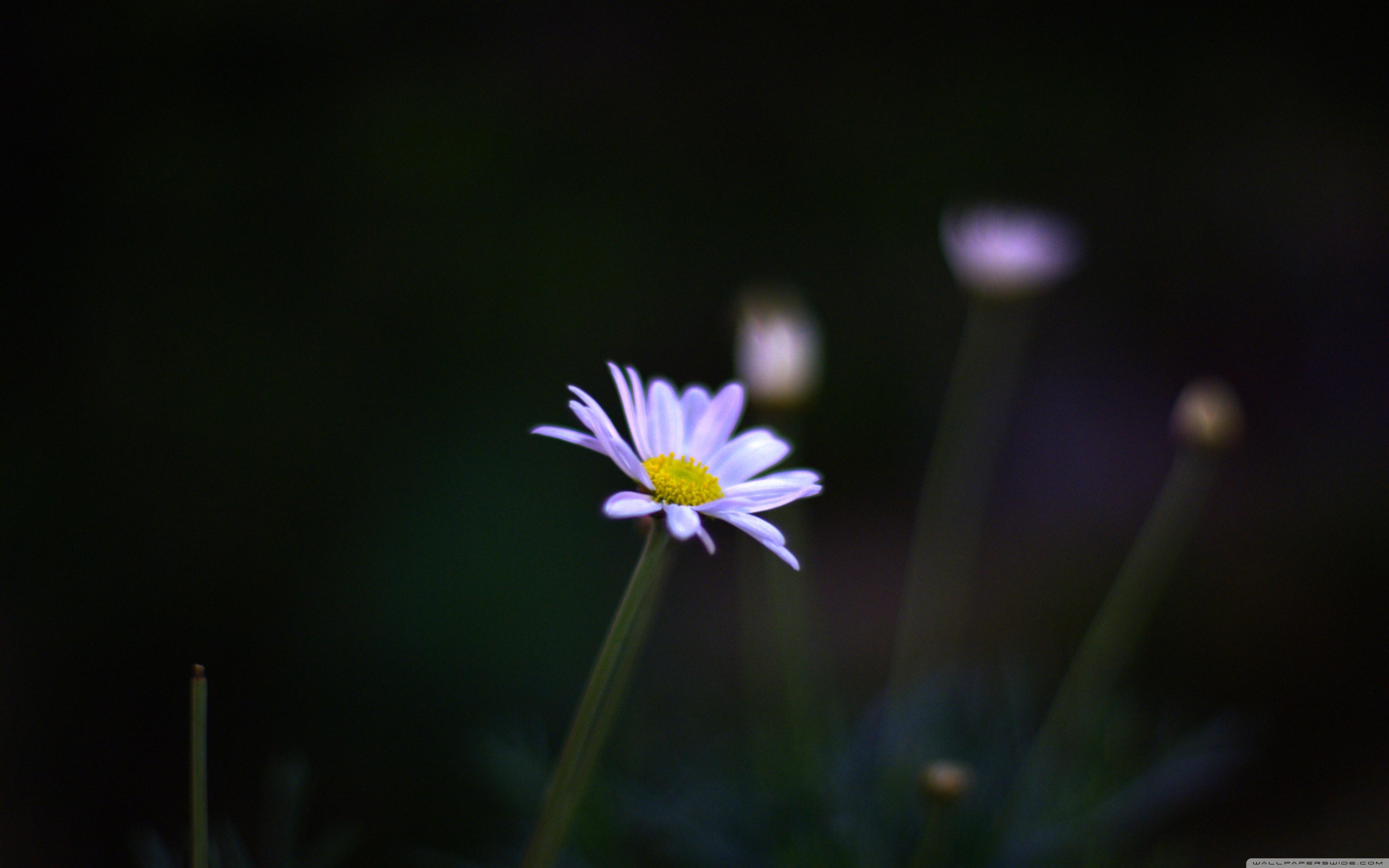 Night Flower Wallpapers Top Free Night Flower Backgrounds