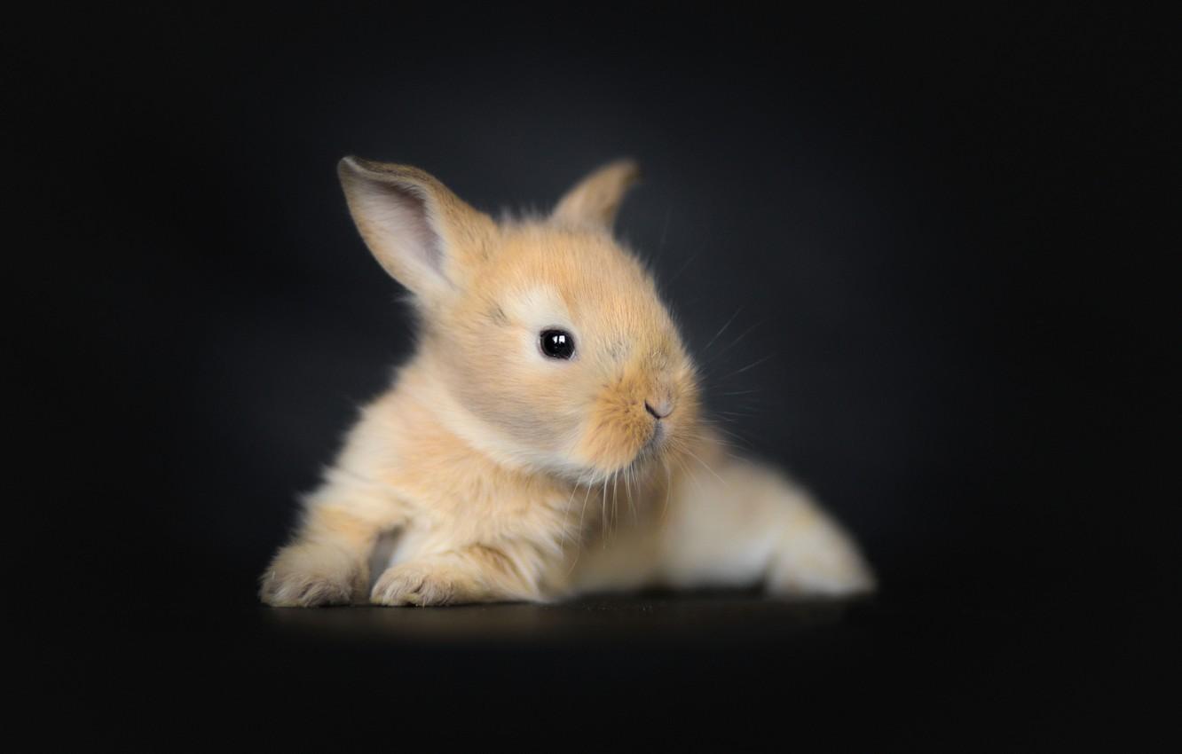 Black Rabbit Wallpapers Top Free Black Rabbit Backgrounds