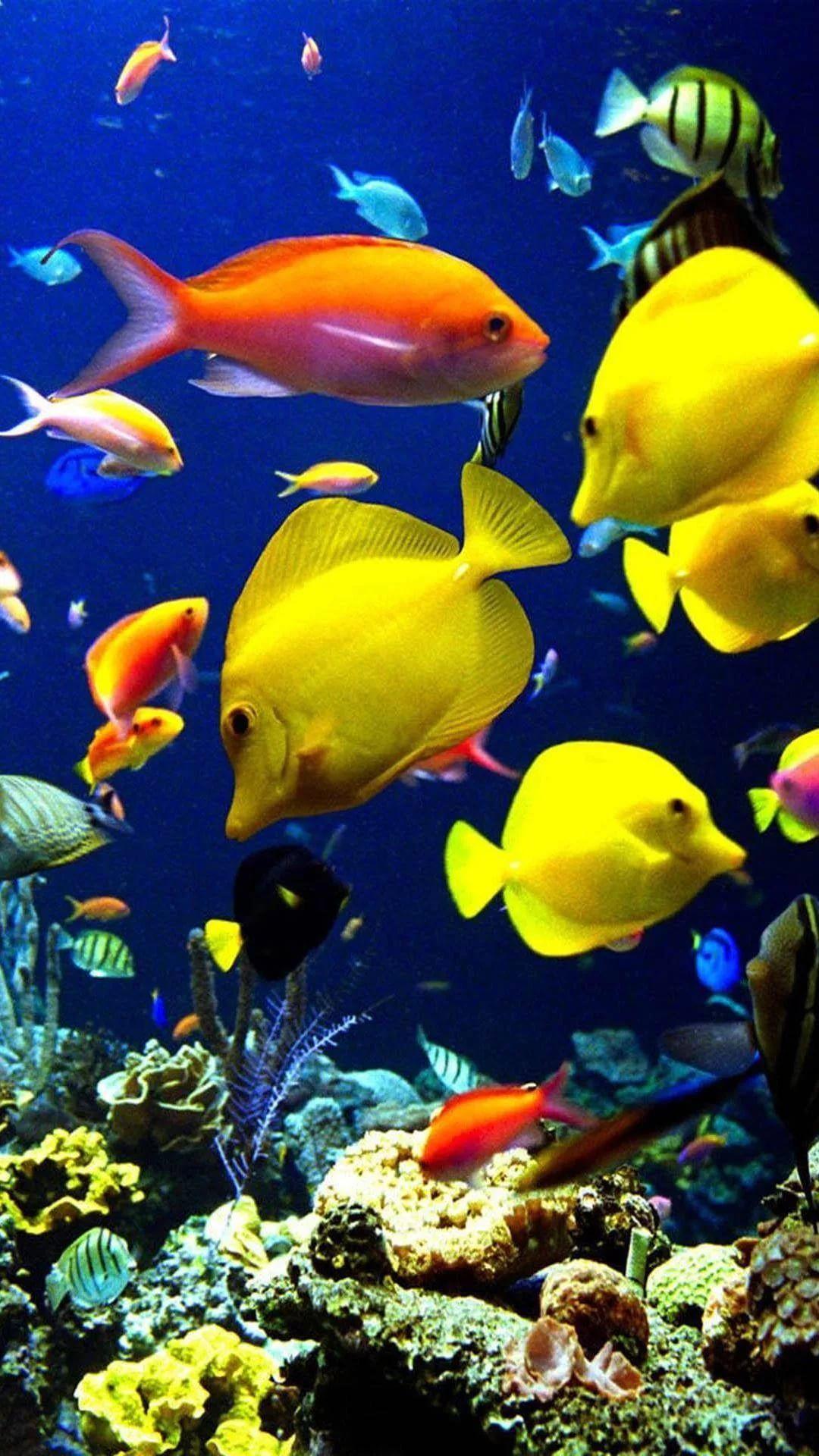 Aquarium iPhone Wallpapers Top Free Aquarium iPhone Backgrounds WallpaperAccess