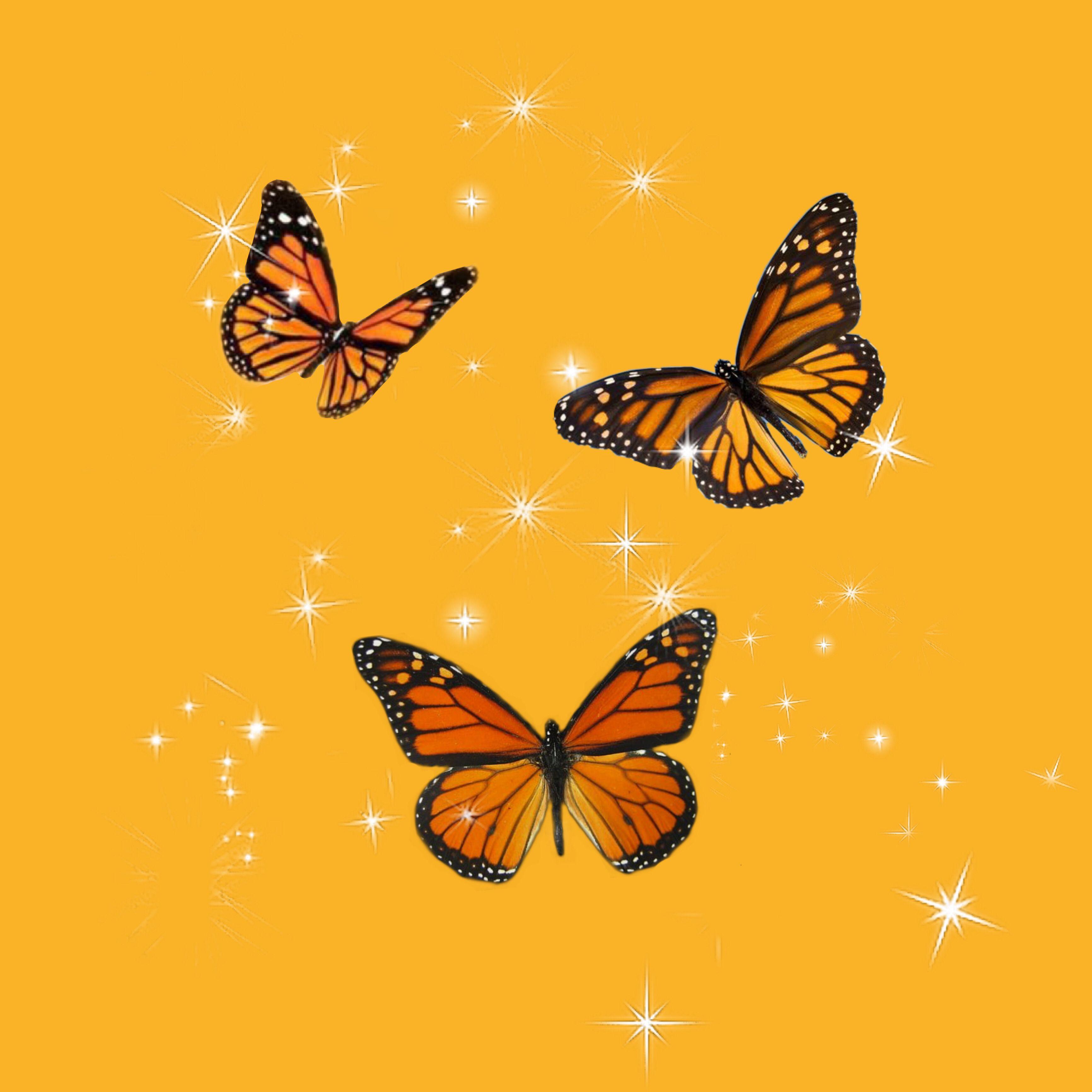 Orange Butterfly iPhone Wallpapers Top Free Orange Butterfly iPhone