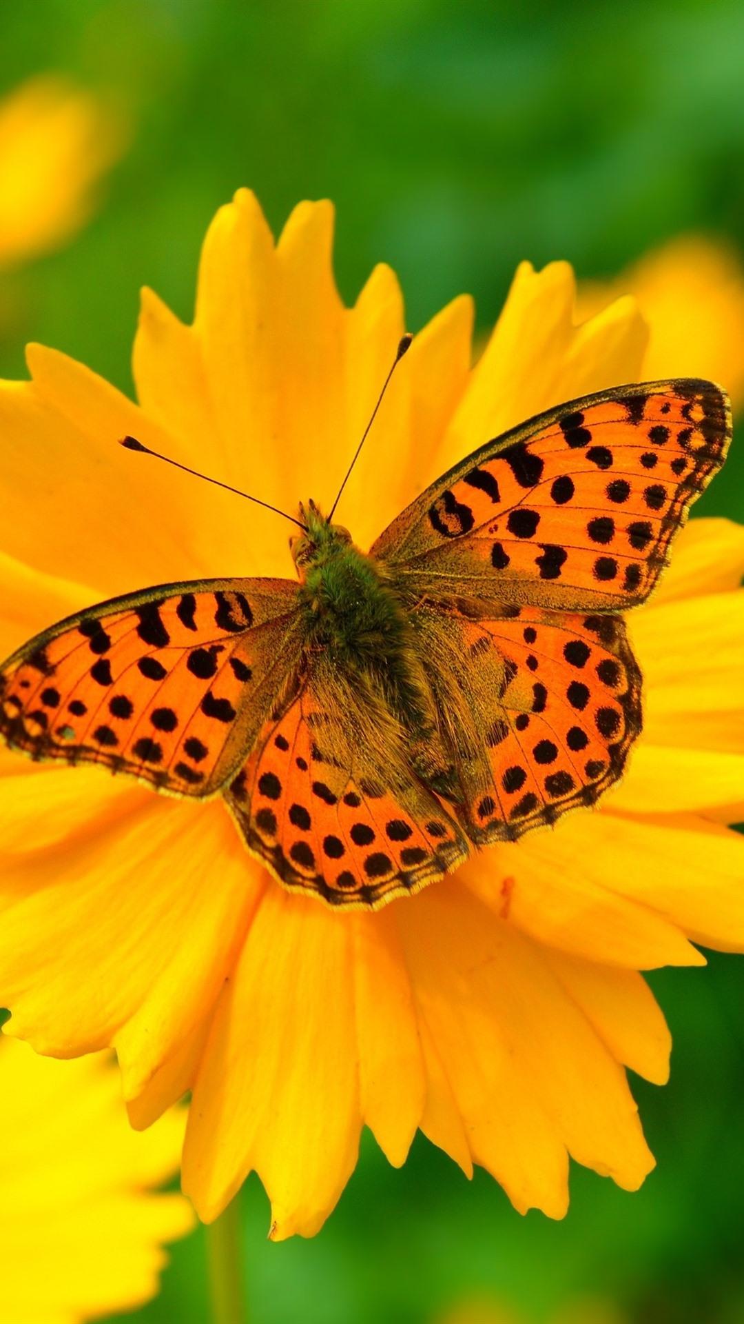 Orange Butterfly iPhone Wallpapers Top Free Orange Butterfly iPhone