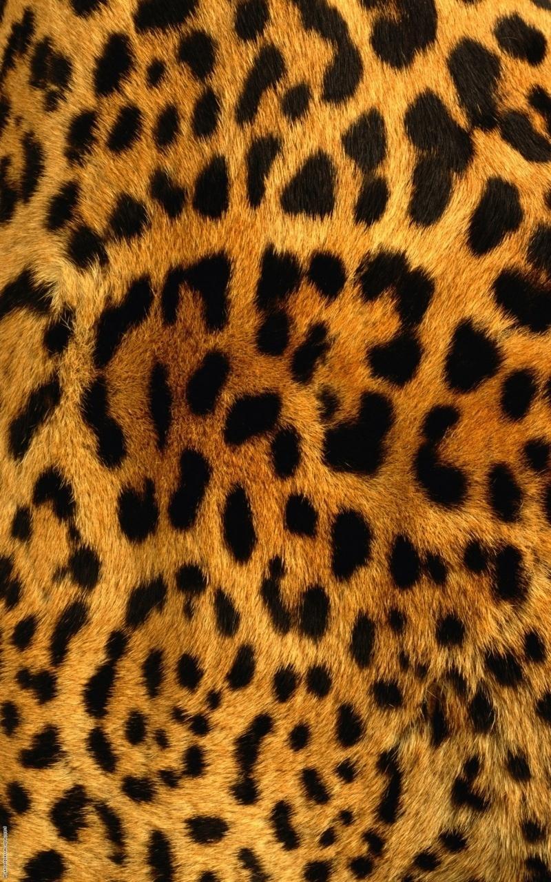 Leopard Print iPhone Wallpapers Top Free Leopard Print iPhone