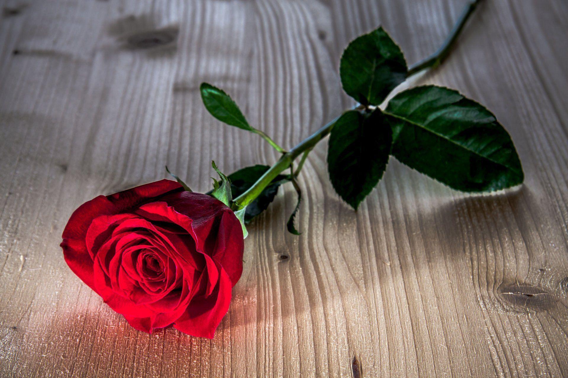 Single Red Rose Wallpapers Top Free Single Red Rose Backgrounds
