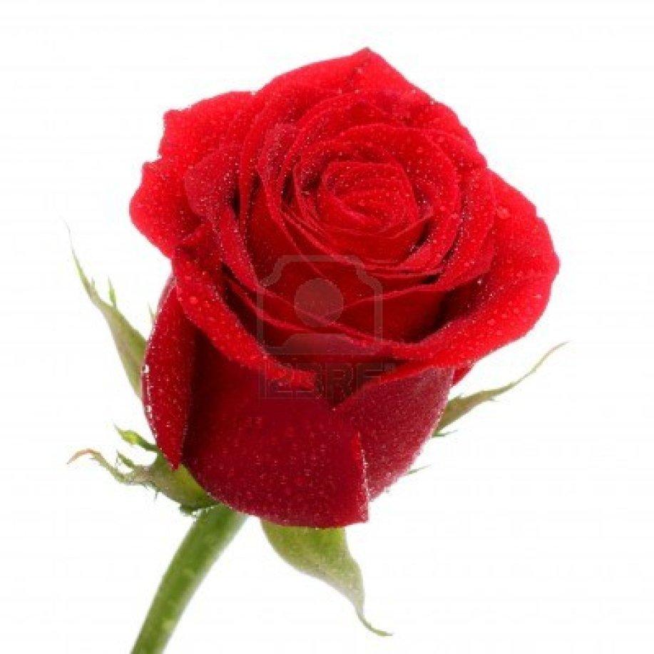 Single Red Rose Wallpapers Top Free Single Red Rose Backgrounds