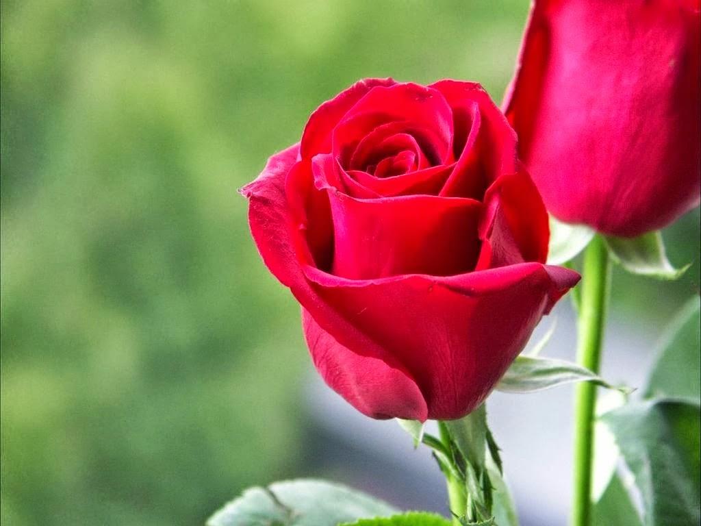 Single Red Rose Wallpapers Top Free Single Red Rose Backgrounds WallpaperAccess