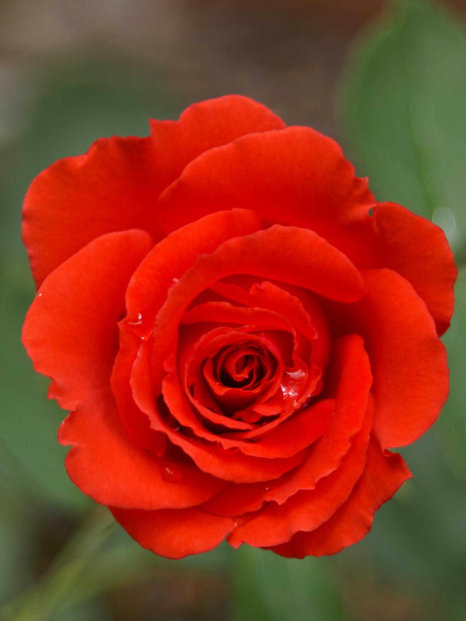 Single Red Rose Wallpapers Top Free Single Red Rose Backgrounds WallpaperAccess