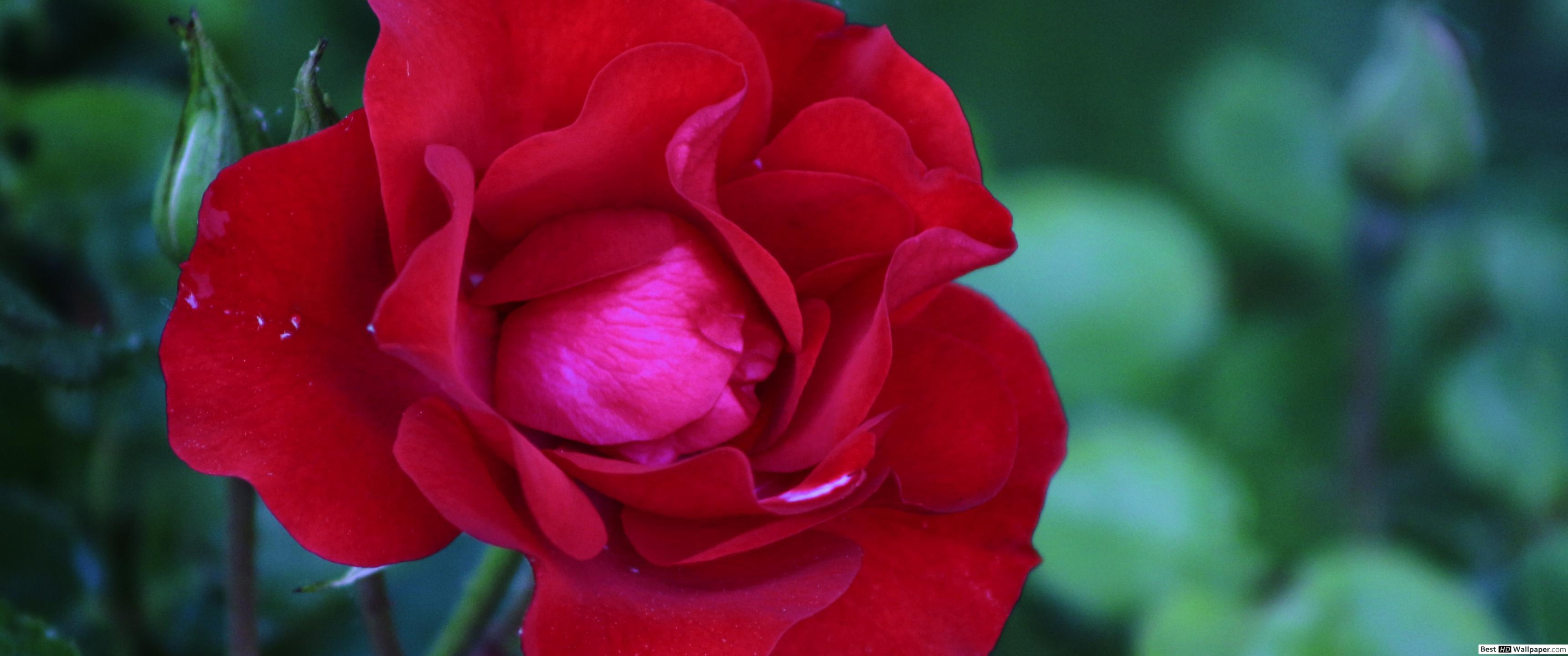 Single Red Rose Wallpapers Top Free Single Red Rose Backgrounds