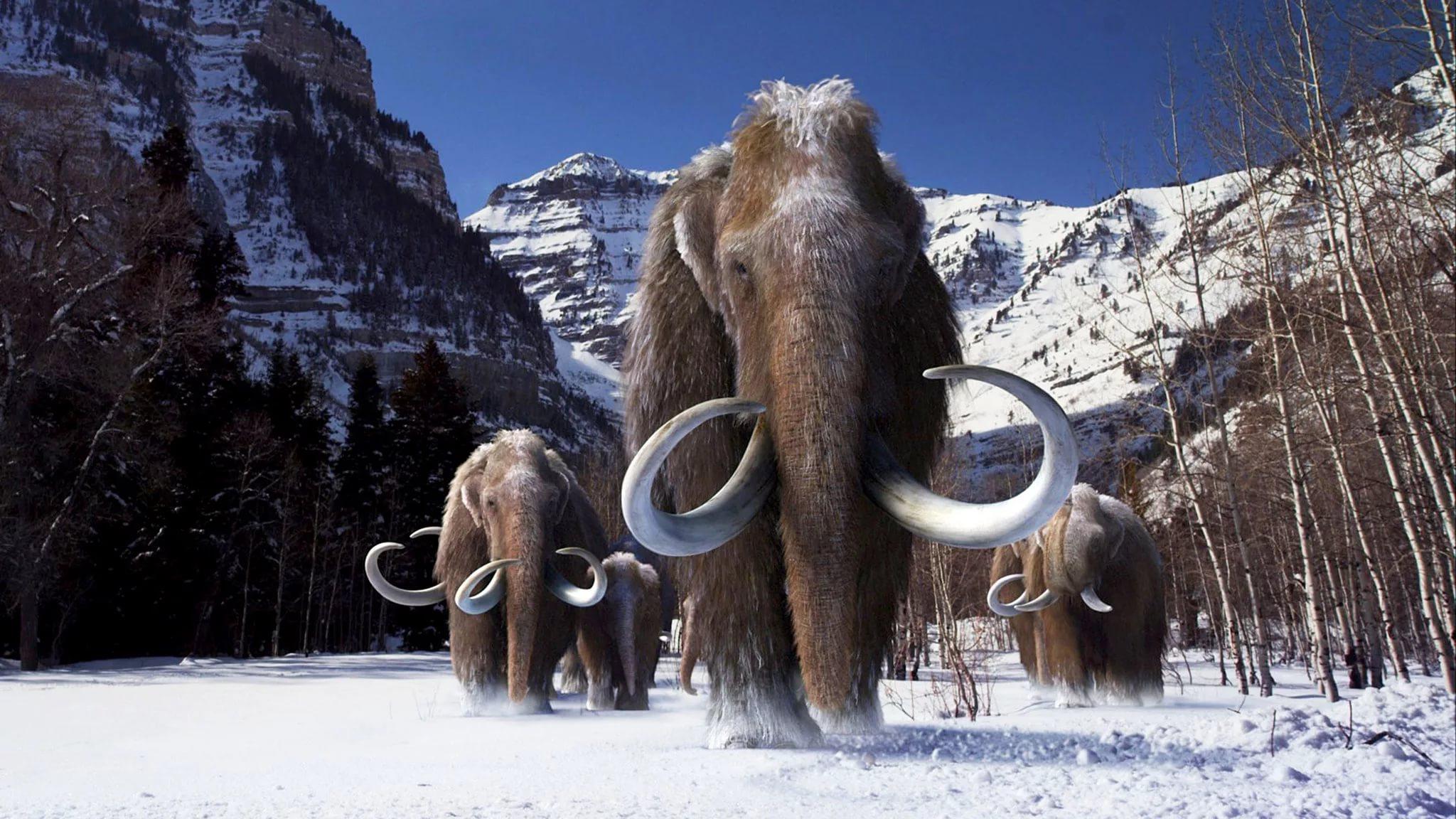 Mammoth HD Wallpapers - Top Free Mammoth HD Backgrounds - WallpaperAccess