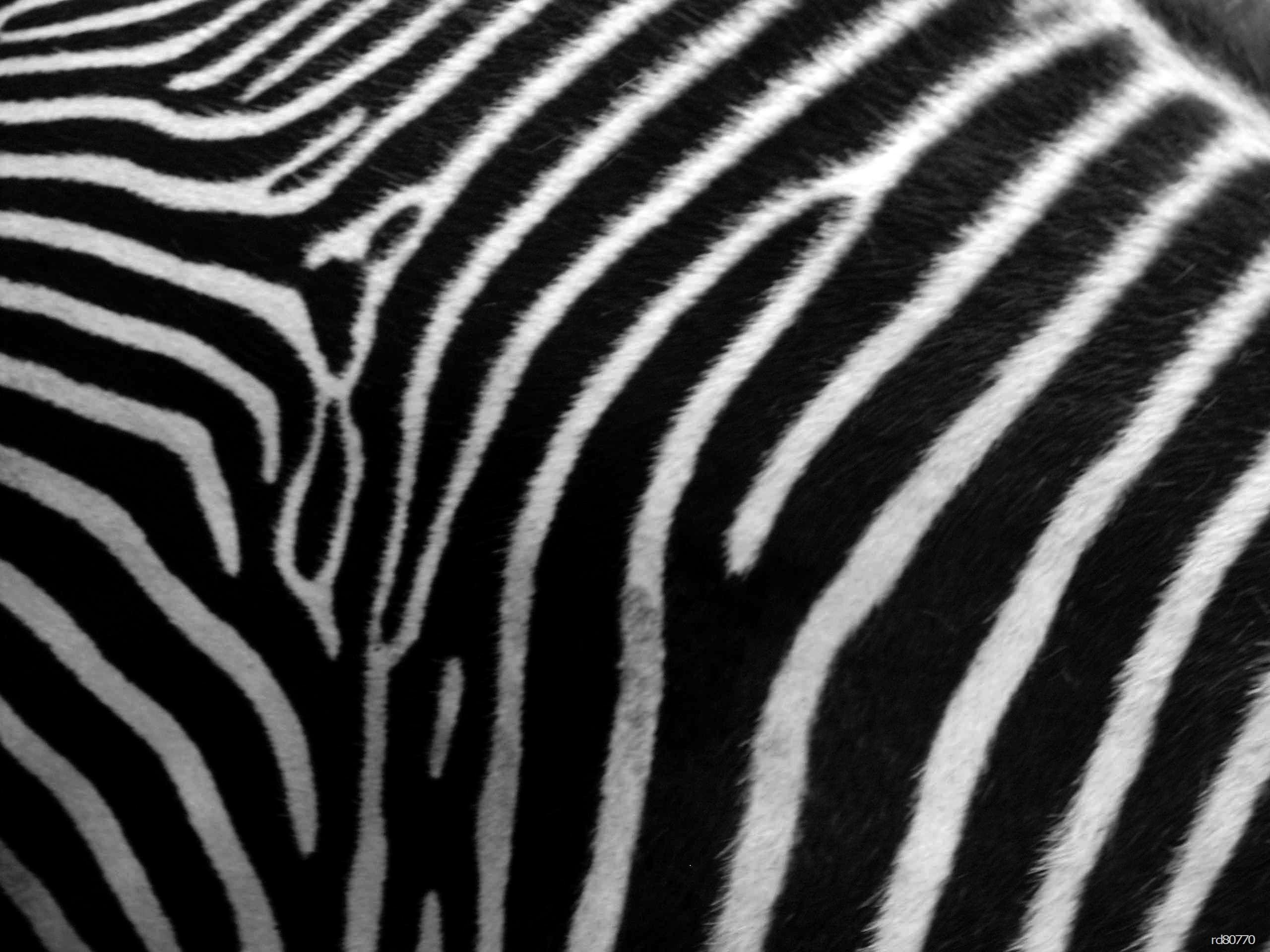 Zebra Desktop Wallpapers Top Free Zebra Desktop Backgrounds