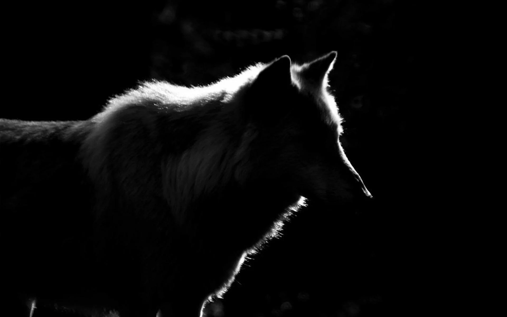 Lone Black Wolf Wallpapers Top Free Lone Black Wolf Backgrounds