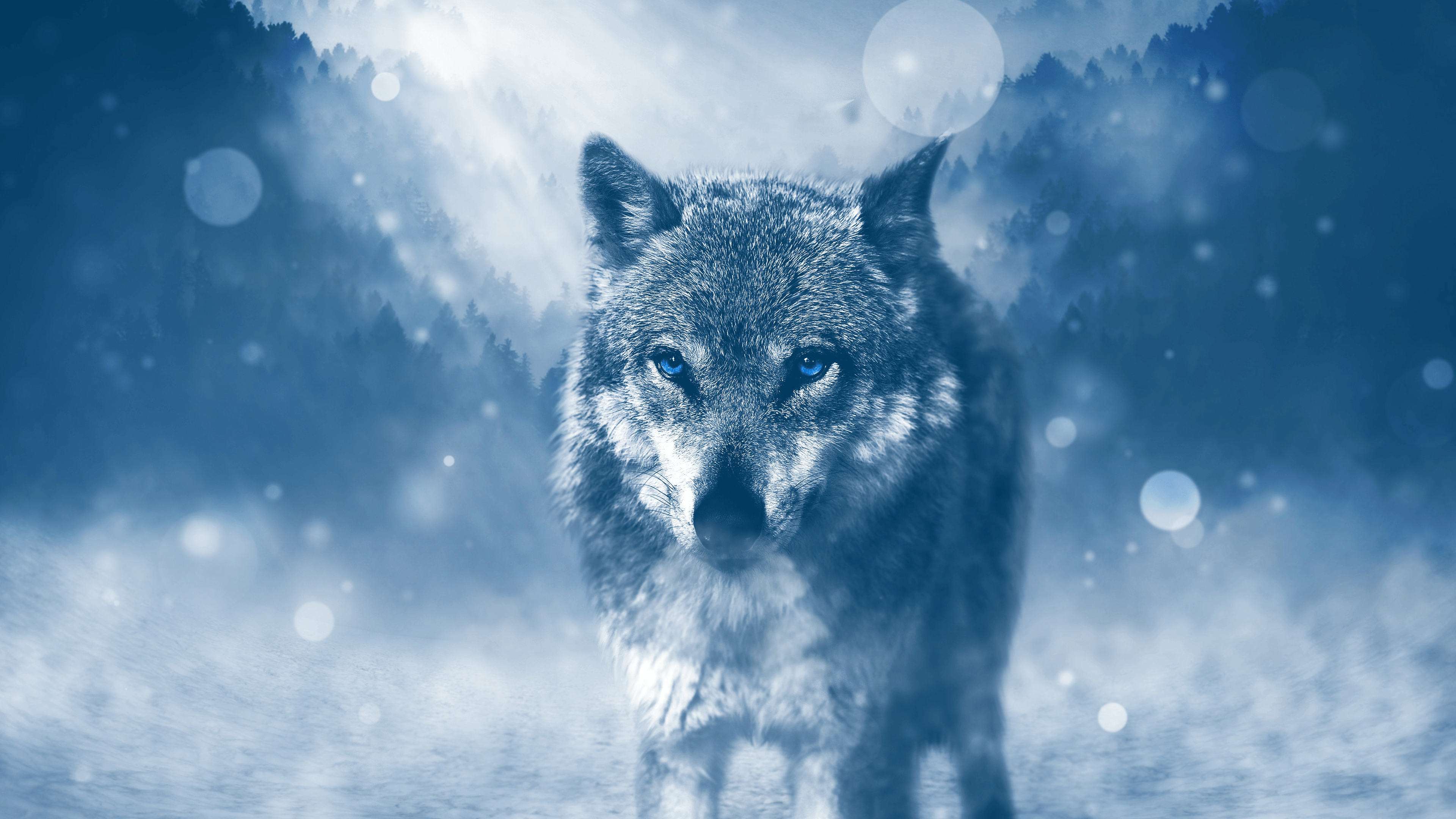 Lone Wolf HD Wallpapers Top Free Lone Wolf HD Backgrounds