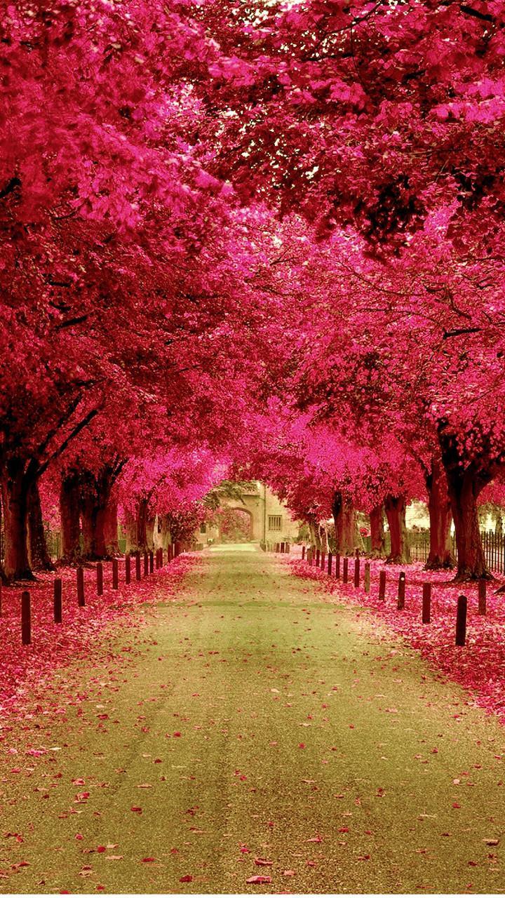 Flower Road Wallpapers Top Free Flower Road Backgrounds WallpaperAccess