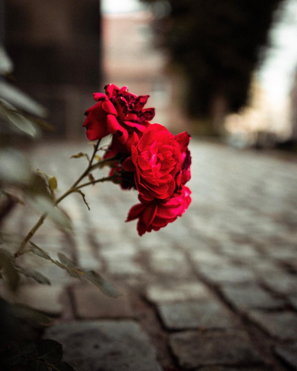 Flower Road Wallpapers Top Free Flower Road Backgrounds WallpaperAccess