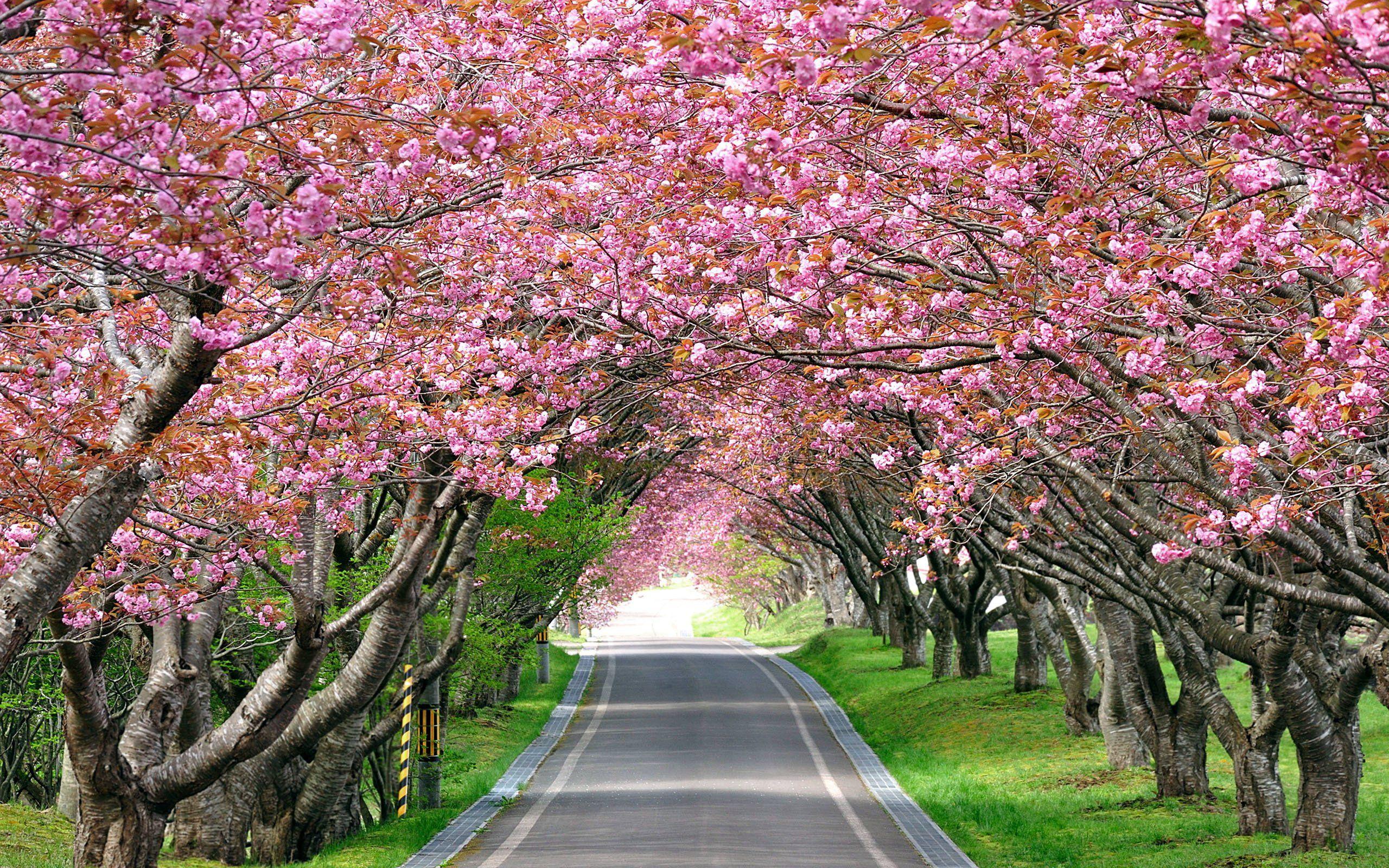 Flower Road Wallpapers Top Free Flower Road Backgrounds WallpaperAccess