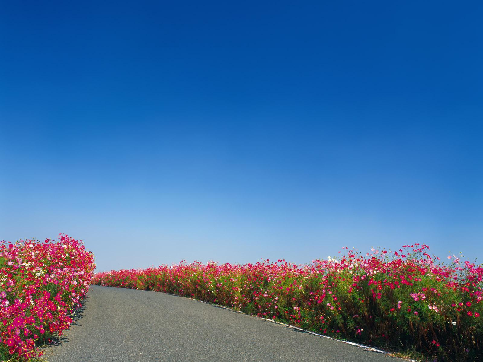 Flower Road Wallpapers Top Free Flower Road Backgrounds WallpaperAccess