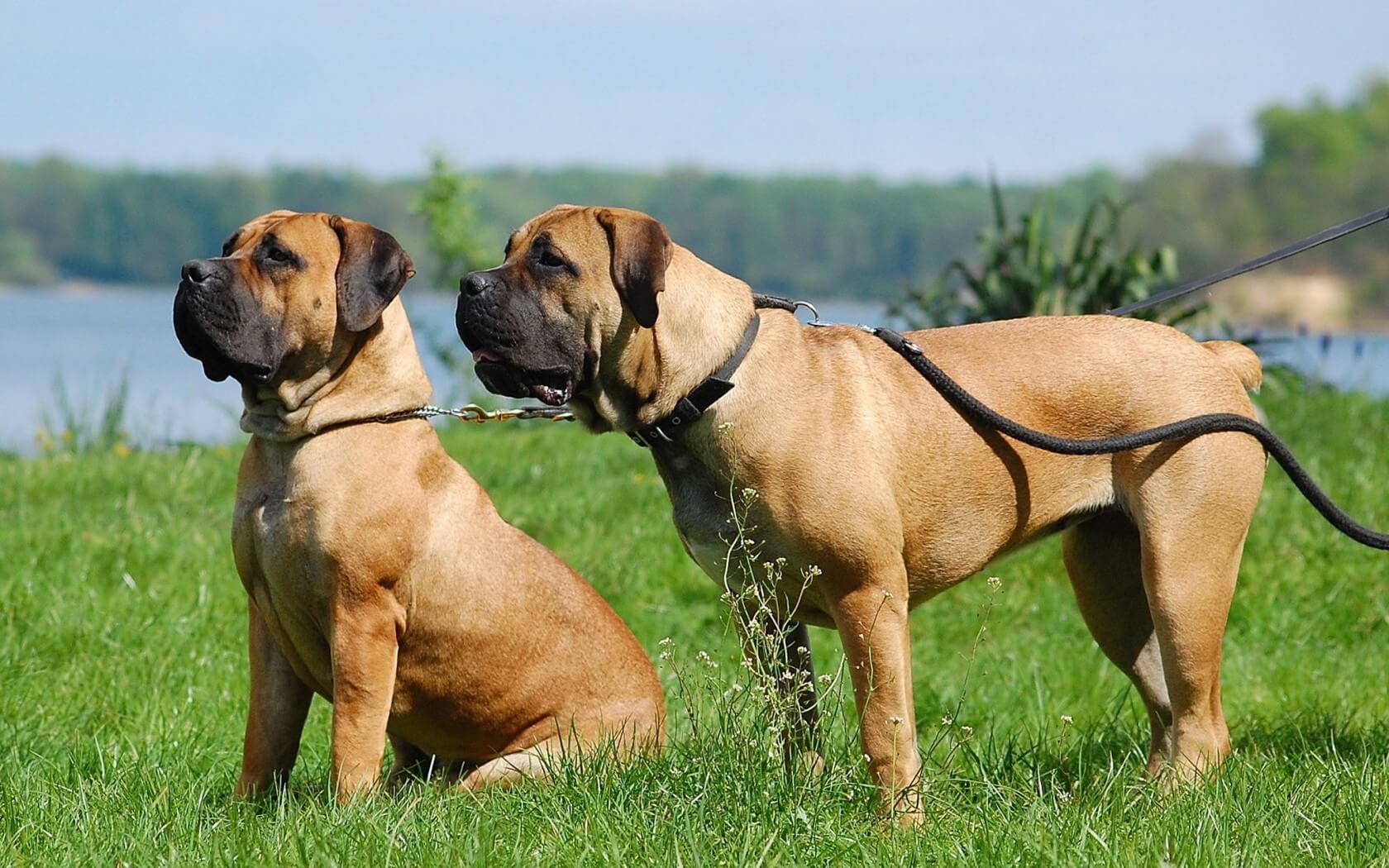 Boerboel Wallpapers Top Free Boerboel Backgrounds WallpaperAccess