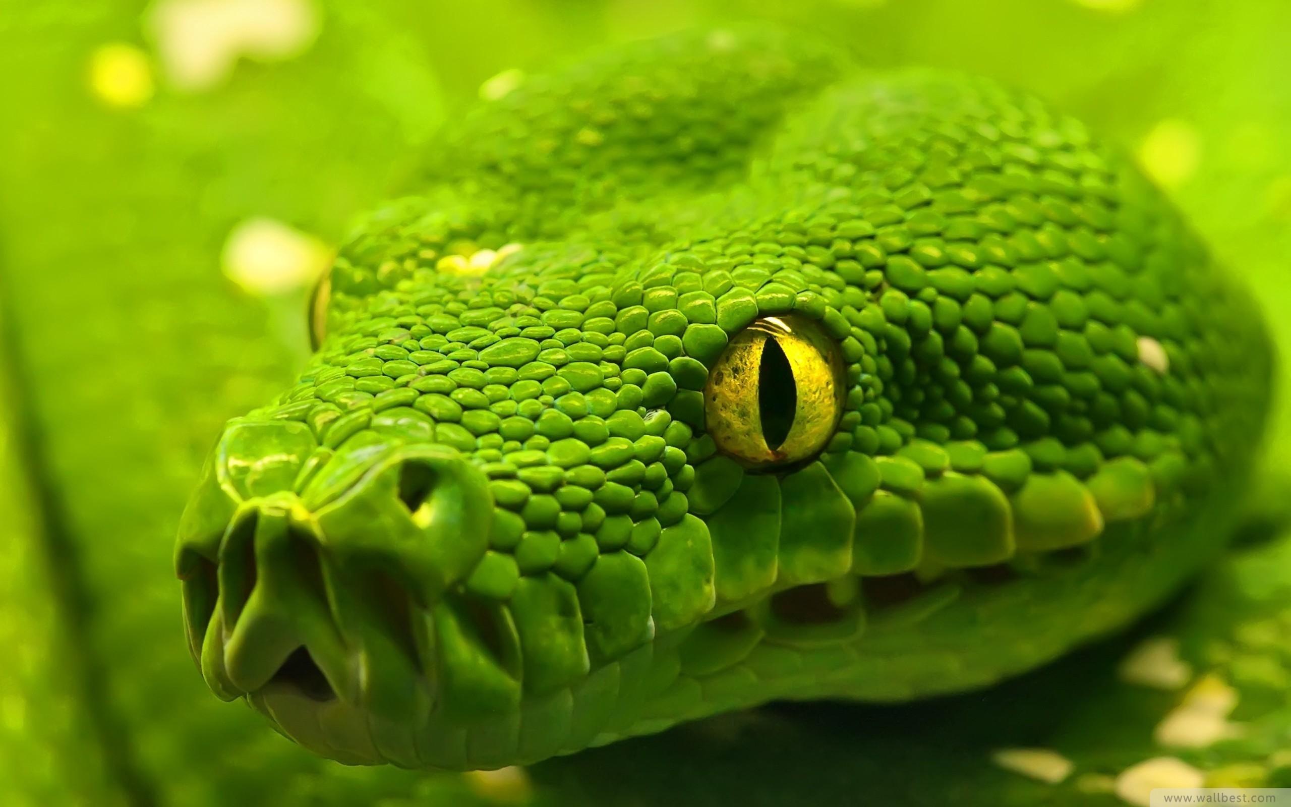 Animal Green Wallpapers Top Free Animal Green Backgrounds