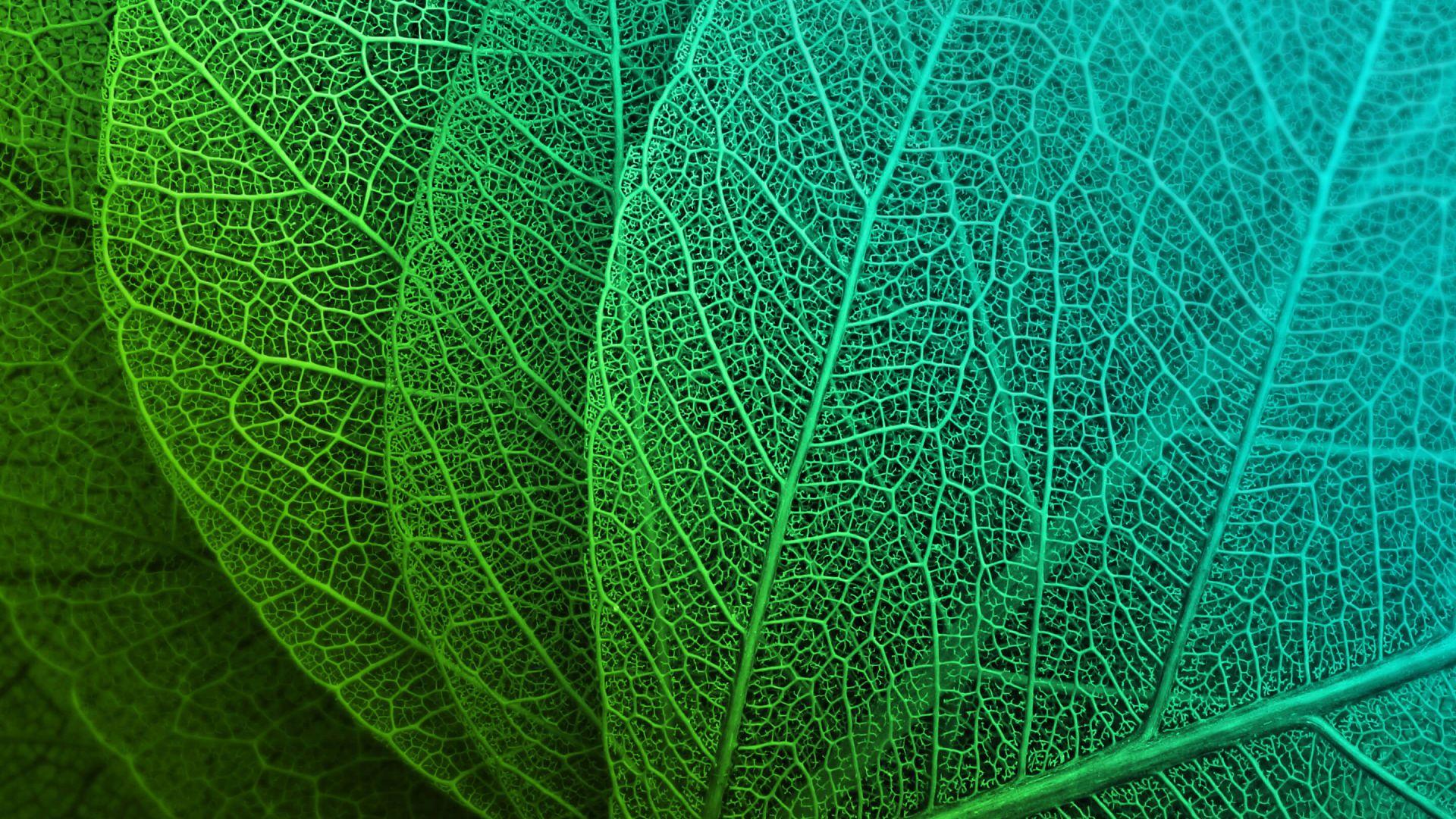 Green Leaves Desktop Wallpapers Top Free Green Leaves Desktop