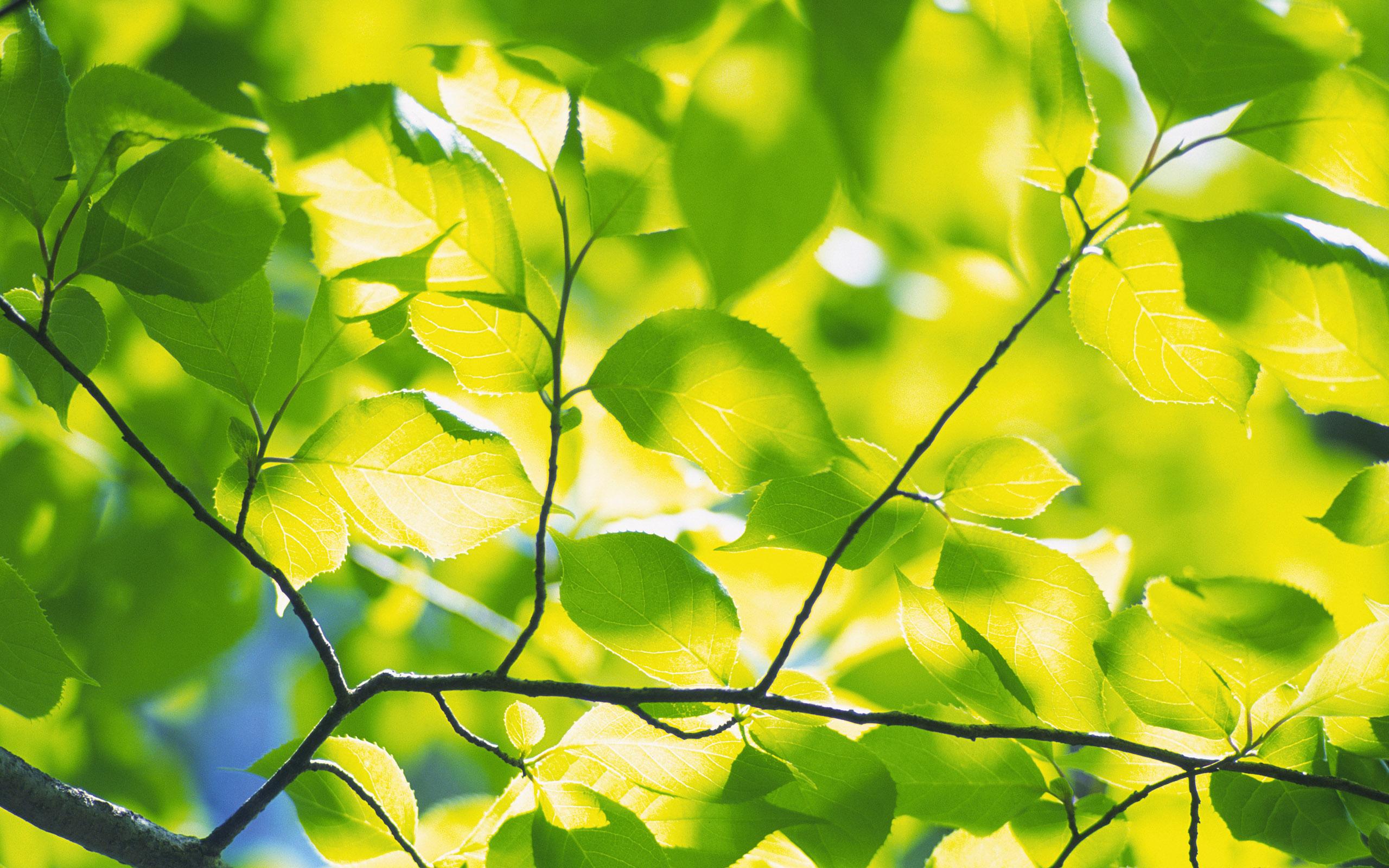 Green Leaves Desktop Wallpapers Top Free Green Leaves Desktop