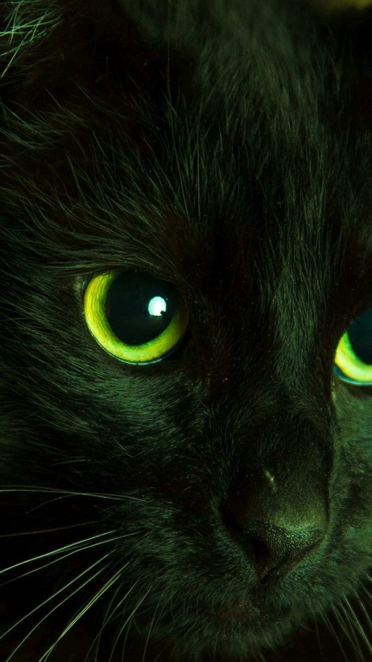 Black Cat Green Eyes Wallpapers Top Free Black Cat Green Eyes